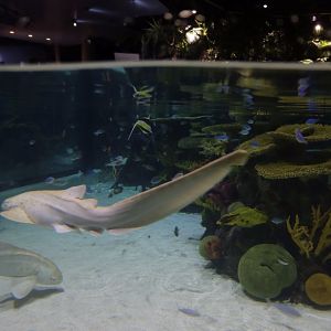 Juvenile Zebra Sharks