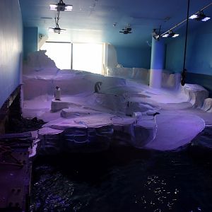 Gentoo Penguin Enclosure Land Area