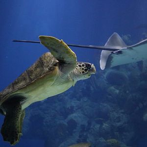 Loggerhead Sea Turtle