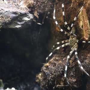 Madagascan Fishing Spider