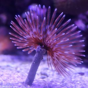 Fan Worm