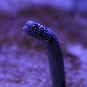 Spotted Garden Eel