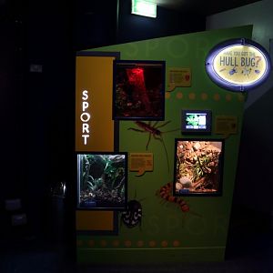 Park of the 'Hull Bug' Display