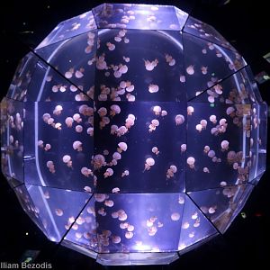 Jellyfish Mirror Display