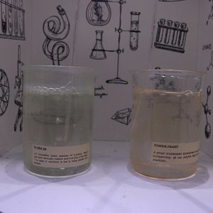 Plankton and Brine Shrimp Cultures