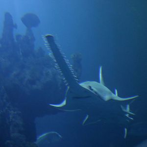 Green Sawfish