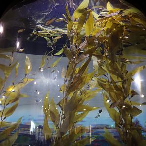 Kelp Tank