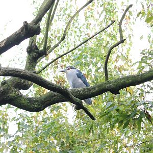 Black-crowned night-heron