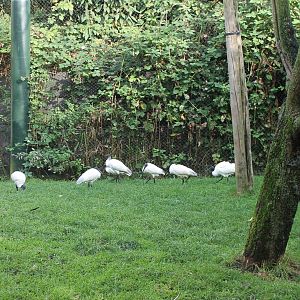 Black-headed ibisses