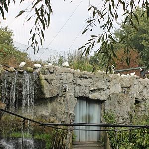 Birds at the waterfall