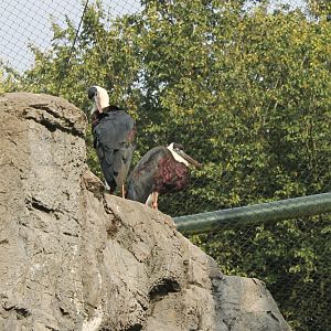Woolly-necked storks