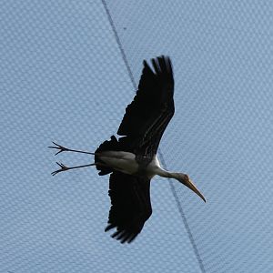 Painted stork