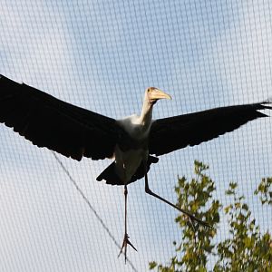 Painted stork