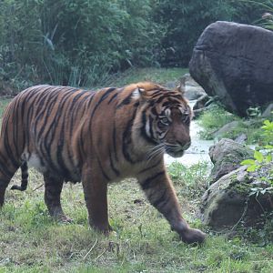 Sumatran tiger