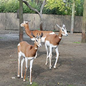 Mhorr gazelles