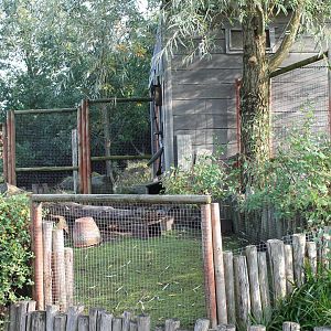 Enclosure Wild cavy