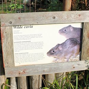 Sign Wild cavy
