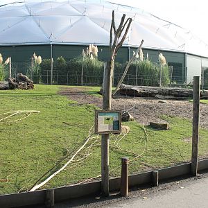 Enclosure Darwin rhea - Vicunca