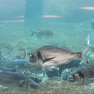 Fishes in Sea-bird-enclosure