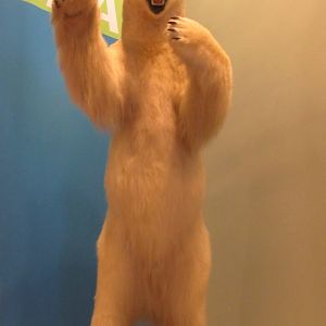 Polar Bear
