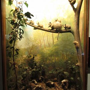 Virginia Opossum Diorama