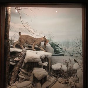 Bobcat Diorama