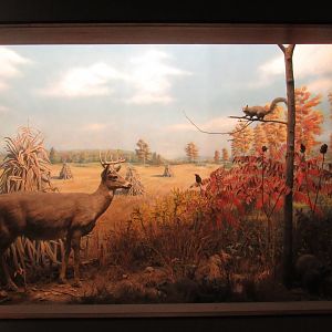 White Tailed Deer Diorama