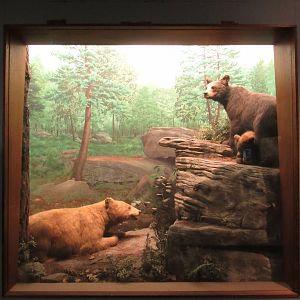 Black Bear Diorama