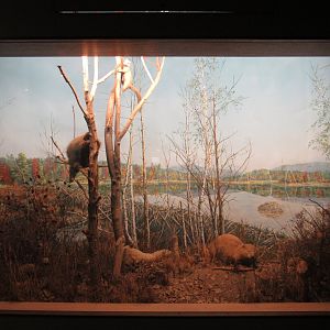 Porcupine & Beaver Diorama
