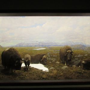 Musk Ox Diorama