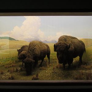 American Bison Diorama