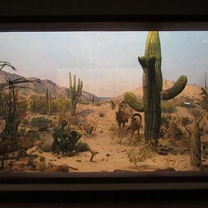 Bighorn Sheep & Collared Peccary Diorama