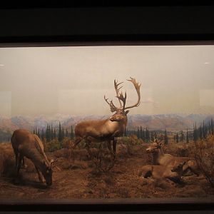 Caribou Diorama