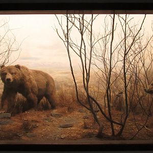 Alaskan Brown Bear Diorama