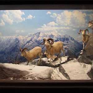 Dall Sheep Diorama