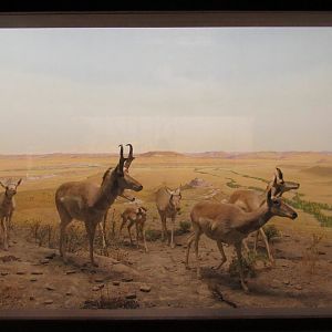 Pronghorn Diorama