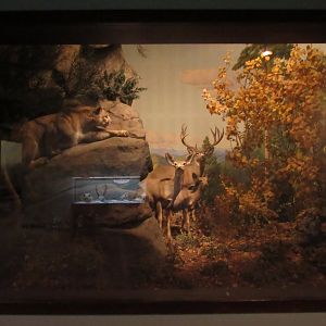 Mountain Lion & Mule Deer Diorama