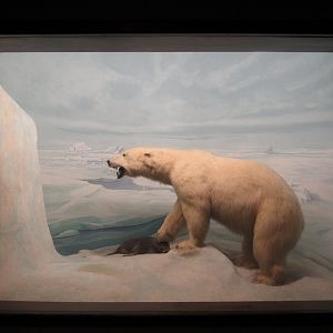 Polar Bear Diorama