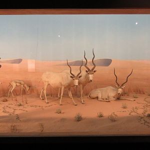 Borkou Desert Diorama