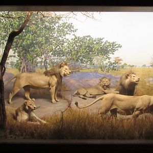 Lion Diorama