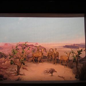 Aoudad Diorama