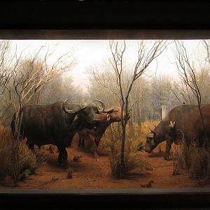 African Buffalo Diorama