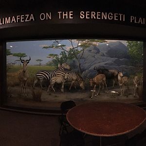 Serengeti Diorama