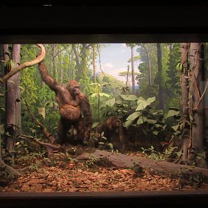 Western Lowland Gorilla Diorama