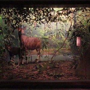 Okapi Diorama