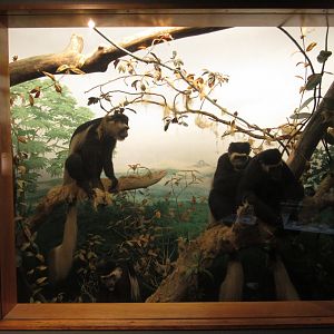 Colobus Monkey Diorama