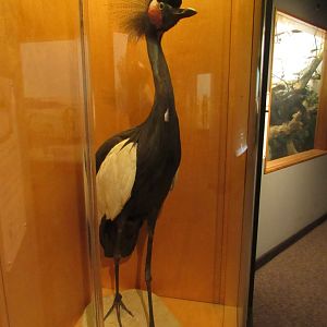 West African Crowned Crane