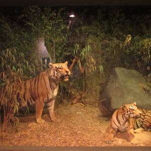 Bengal Tiger Diorama