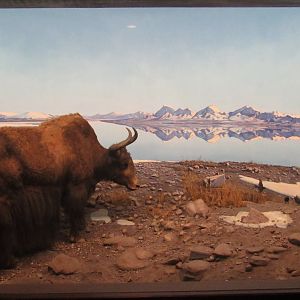 Wild Yak Diorama