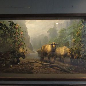 Golden Takin Diorama